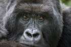 Africa-Rwanda-Volcanoes National Park-Portrait of Mountain Gorilla Art Print